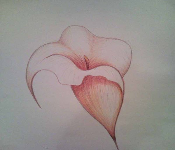 Цветок Калла для срисовки