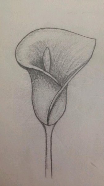 Белокрыльник карандашом