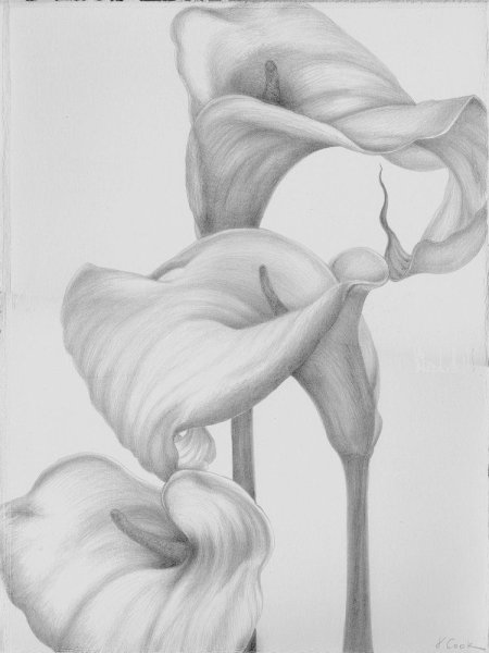 Набросок каллы