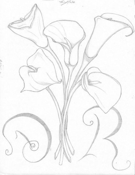 Каллы карандашом