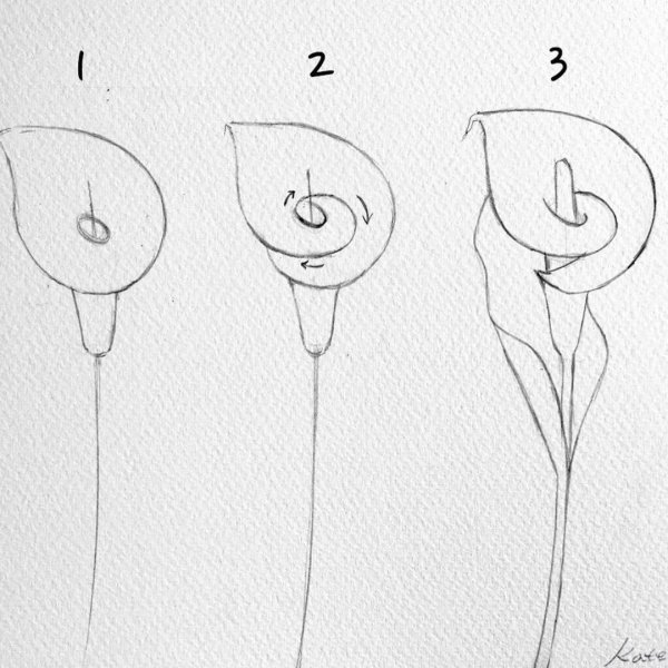 Каллы карандашом для срисовки