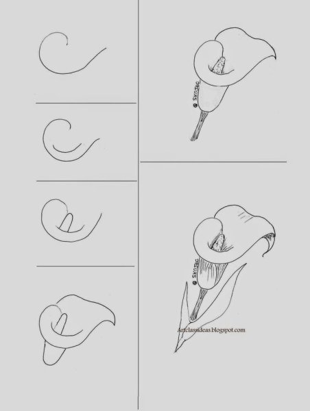 Каллы рисунок поэтапно