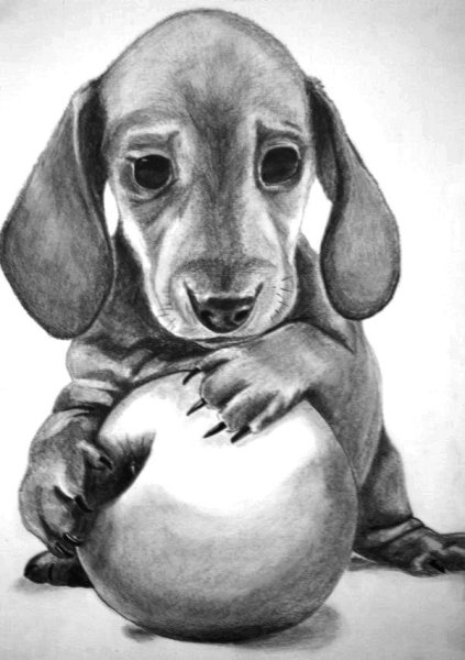 Такса рисунок карандашом