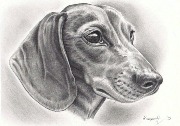 Такса набросок