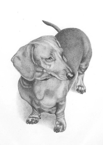 Такса эскиз