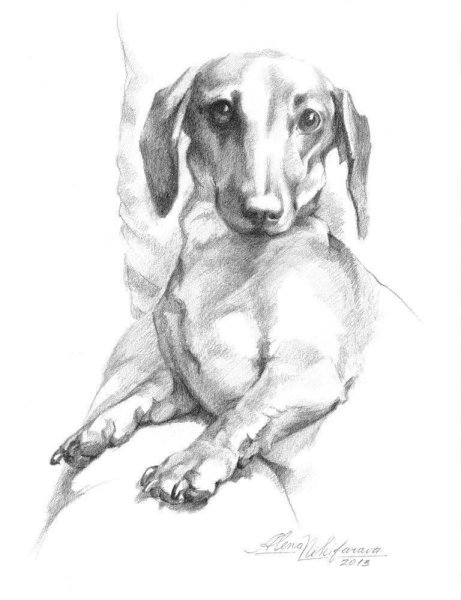 Такса набросок