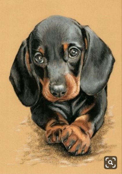 Такса раскраска для детей