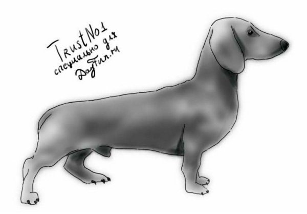 Такса набросок