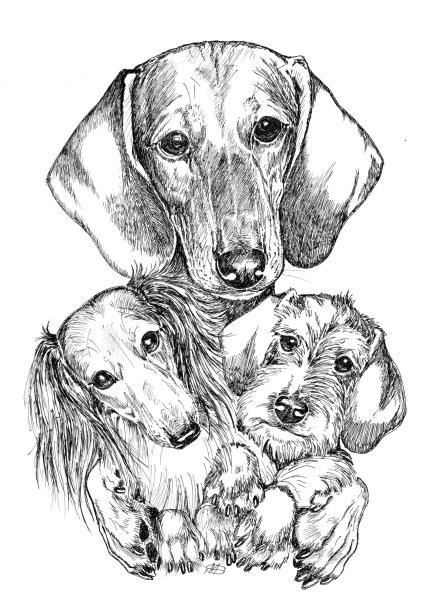 Раскраска такса