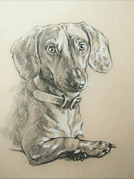 Такса в графике