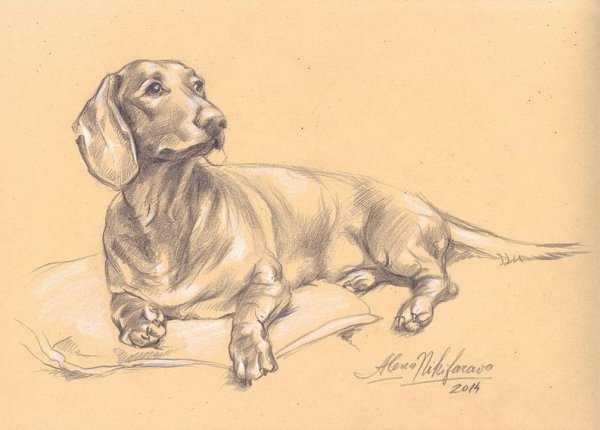 Зарисовки таксы