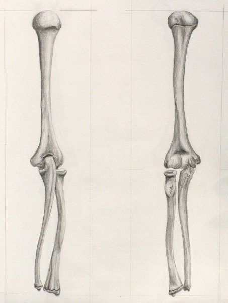 Зарисовки костей ног