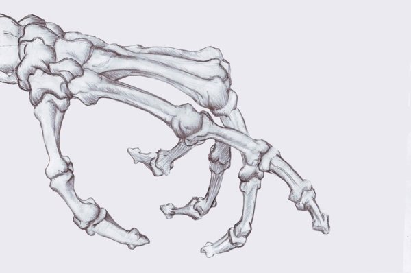 Скелет руки человека референс