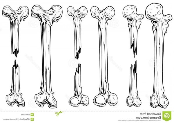 Кость эскиз