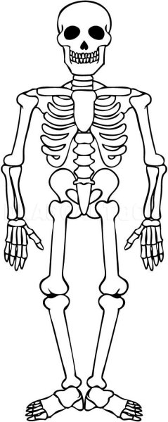 Раскраска скелет