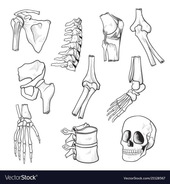 Кости человека раскраска
