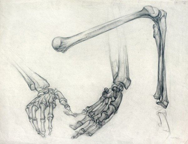 Скелет руки Баммес
