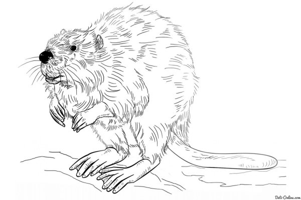 Бобер раскраска