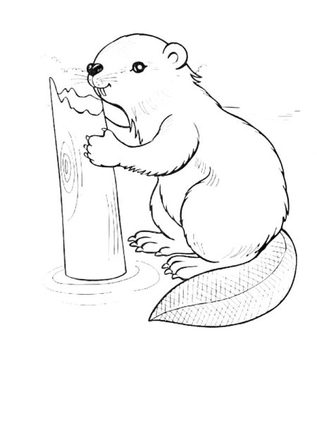 Бобер пошагово рисунок