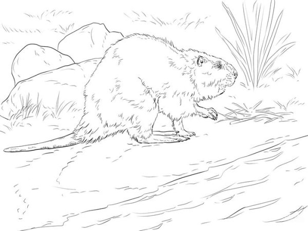 Раскраска бобровая хатка