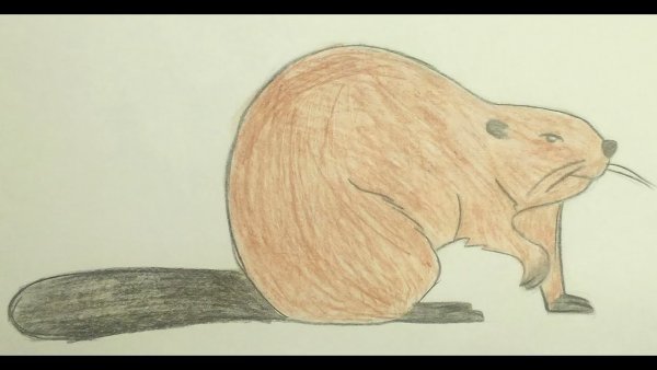 Бобр раскраска для детей