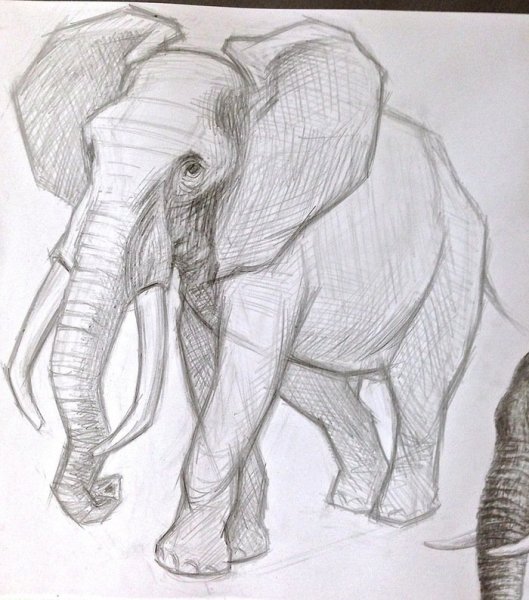 Зарисовки слона