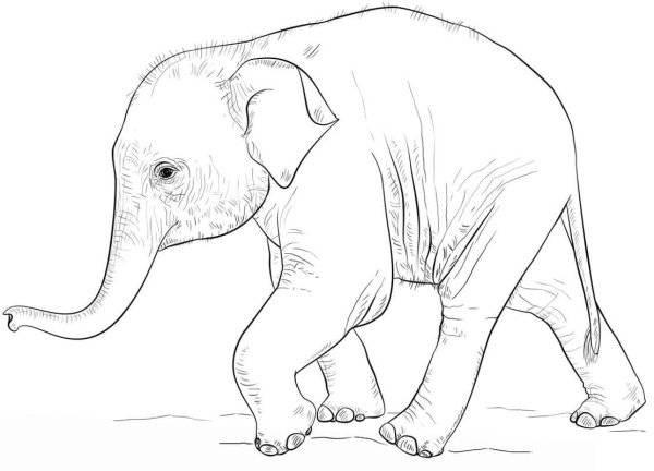 Рисунок слона карандашом для срисовки