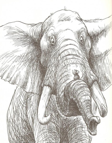 Зарисовки слона