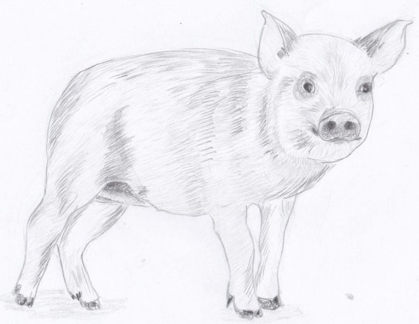 Поэтапное рисование животных