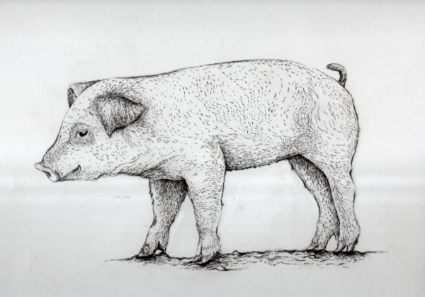 Свинья раскраска для детей