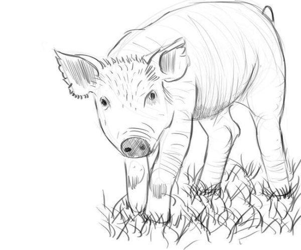 Вид сбоку свинья контур