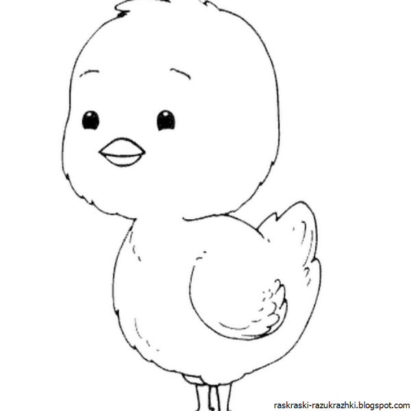 Цыпленок контур