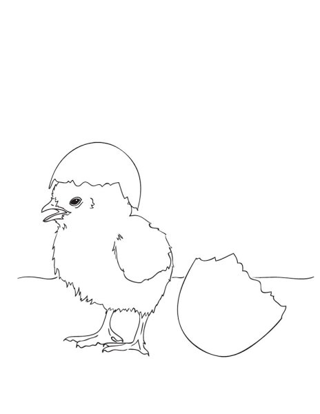 Цыпленок. Раскраски