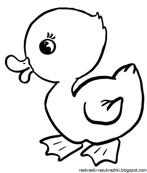 Птенец рисунок карандашом