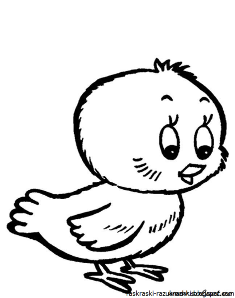 Курица для срисовки