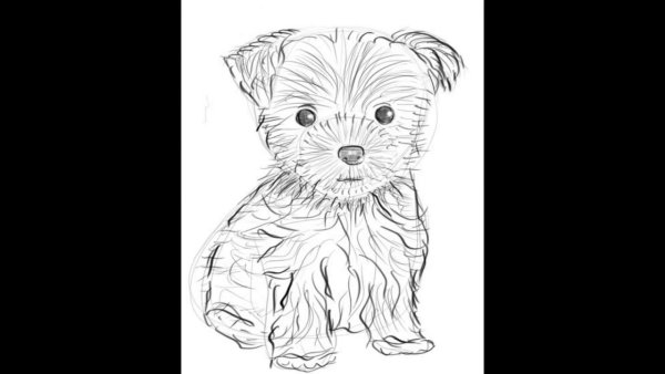 Раскраска Йоркширский терьер