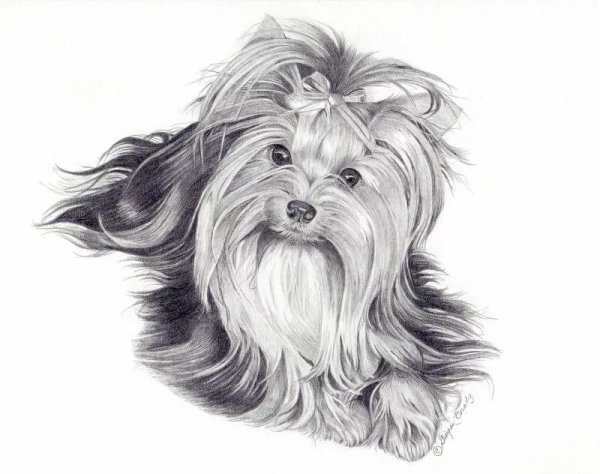 Бивер-Йоркширский терьер