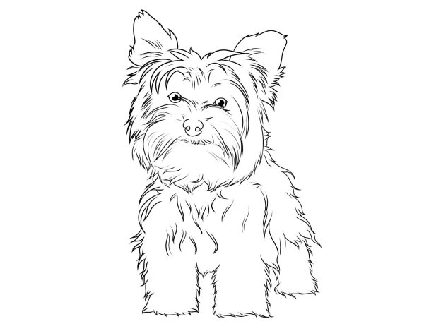 Раскраска Йоркширский терьер