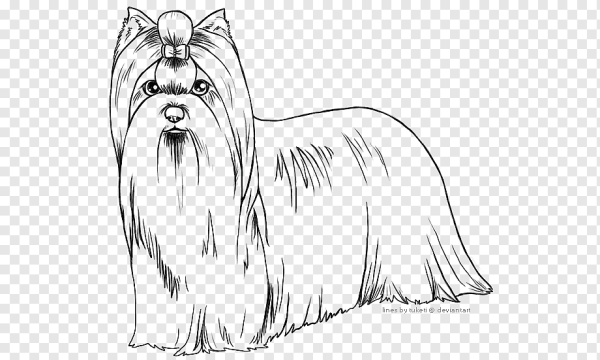 Порода Йоркширский терьер контур