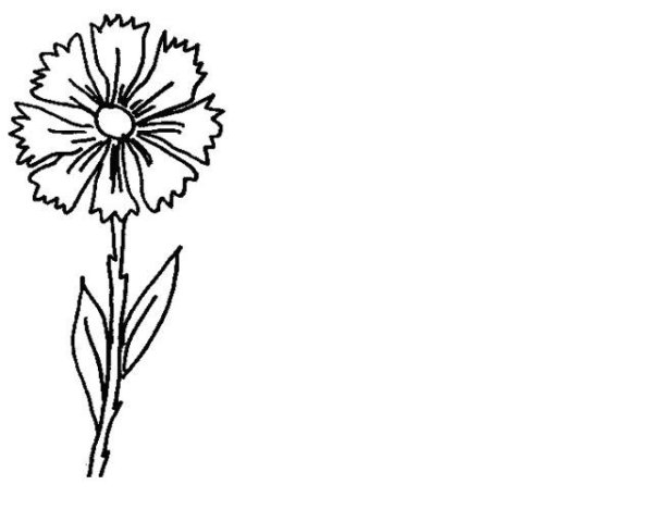 Василек цветы