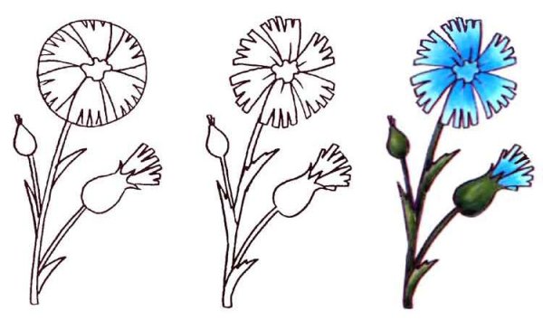 Василек Талиева рисунок