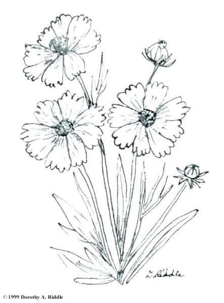 Рисование цветов