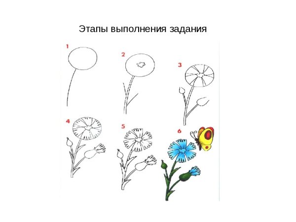 Василек цветок рисунок