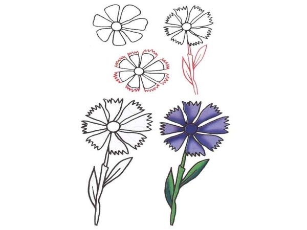 Василек рисунок