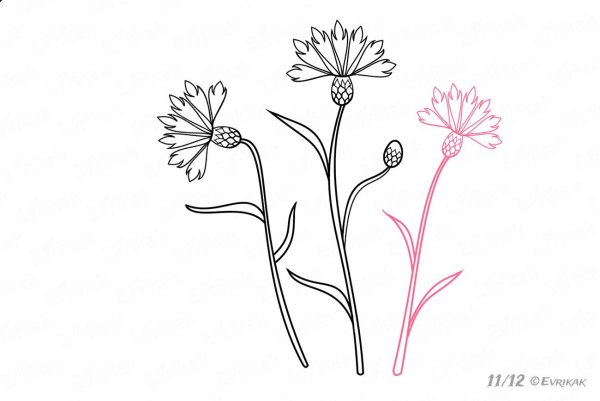 Рисование василька