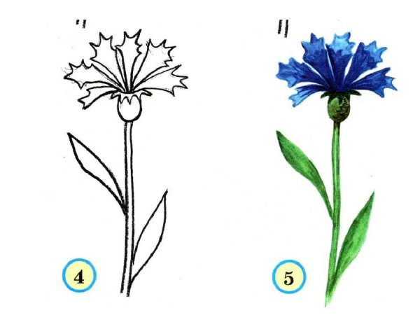 Полевые цветы карандашом
