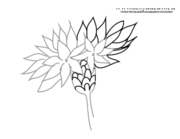 Рисование в старшей группе васильки