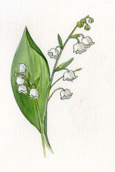 Ландыш Майский в цветнике