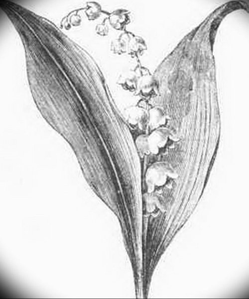 Ландыш Майский