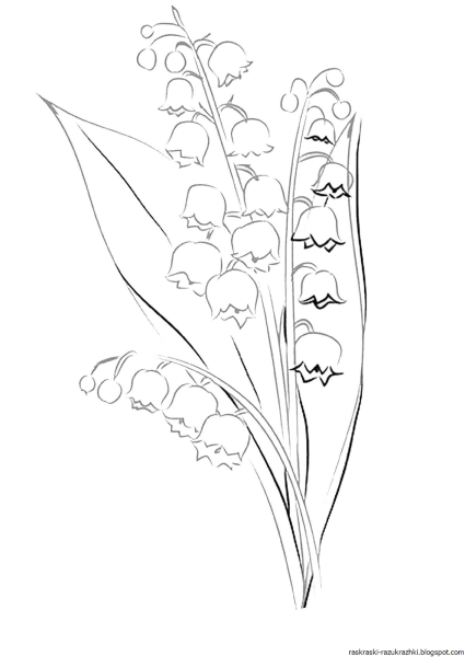 Ландыш Майский раскраска